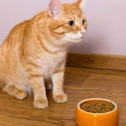 Refus de manger chez le chat